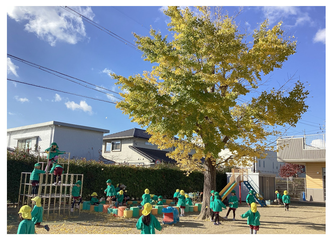 浜松市 こども園 園庭 イチョウの木